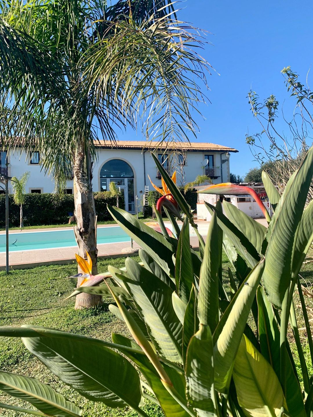 Vista del giardino tropicale dell'Aranceto con piscina e piante di strelitzia