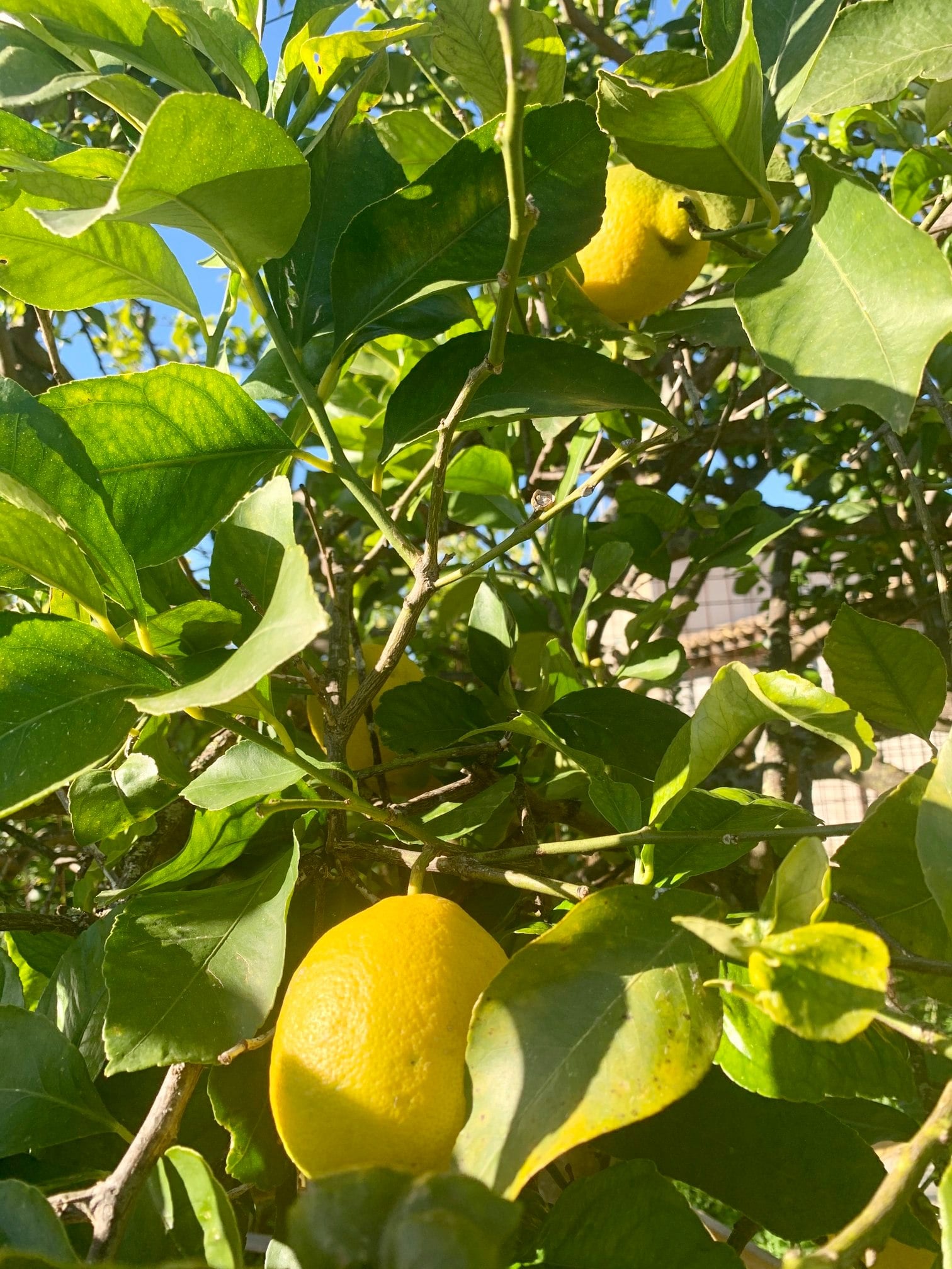 Limoni maturi sull'albero nel giardino dell'Aranceto